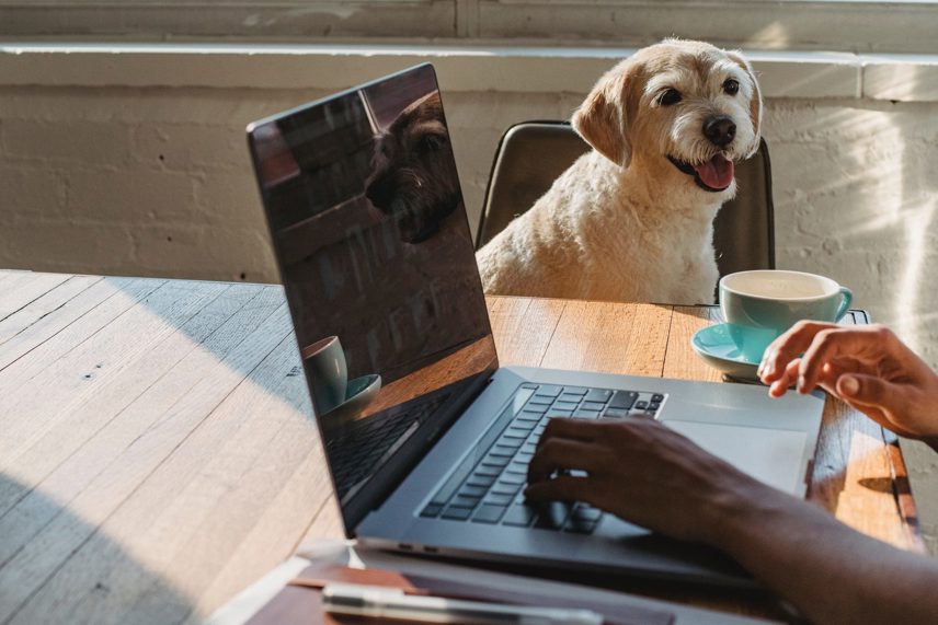 Top Benefits of Telemedicine for Pets